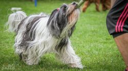 tibet-terrier-zuechter-elsa001