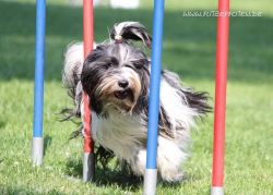 tiebet-terrier-zucht-weinheim-001