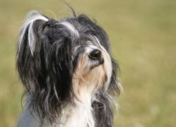 tiebet-terrier-zucht-weinheim-002