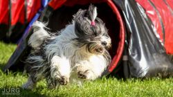 tiebet-terrier-zucht-weinheim-003