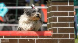 tiebet-terrier-zucht-weinheim-004