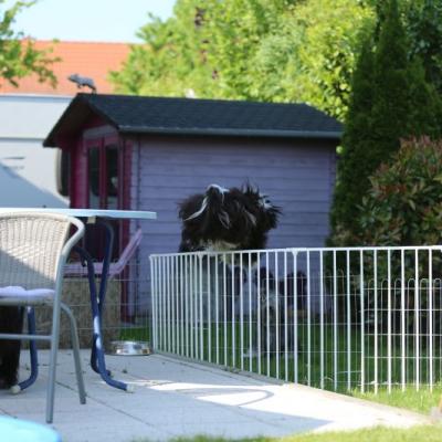 B Wurf 7. Woche 004