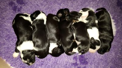 welpen 2 woche